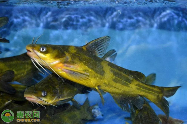 养黄骨鱼水要多深？如何养好黄骨鱼？-图片版权归惠农网所有