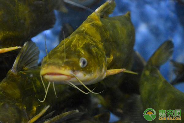 养黄骨鱼水要多深？如何养好黄骨鱼？-图片版权归惠农网所有