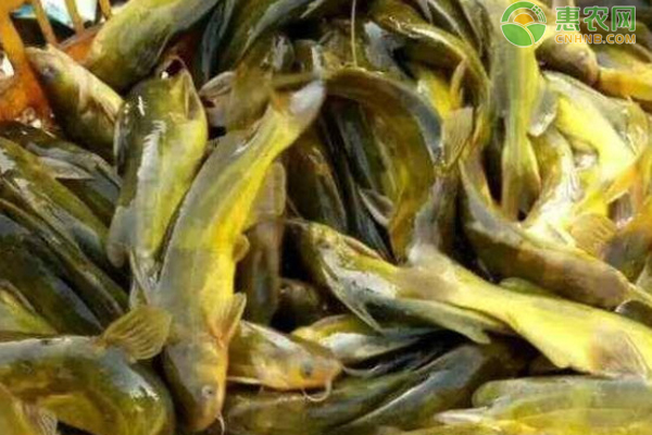 养殖黄辣丁养殖技术-图片版权归惠农网所有