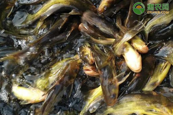 养殖黄辣丁养殖技术-图片版权归惠农网所有