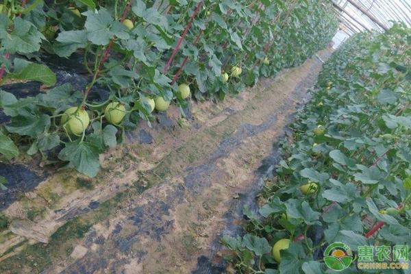 香瓜高产栽培管理技术-图片版权归惠农网所有
