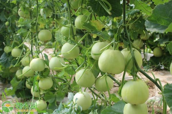 香瓜高产栽培管理技术-图片版权归惠农网所有