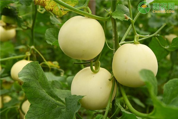 香瓜高产栽培管理技术-图片版权归惠农网所有