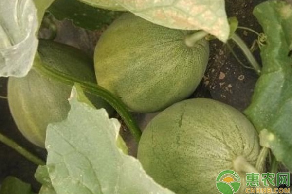 甜瓜的种植方法和管理技术-图片版权归惠农网所有