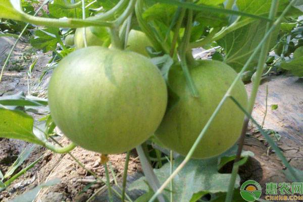 小香瓜种植管理技术要点-图片版权归惠农网所有