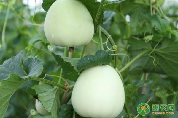 小香瓜种植管理技术要点-图片版权归惠农网所有