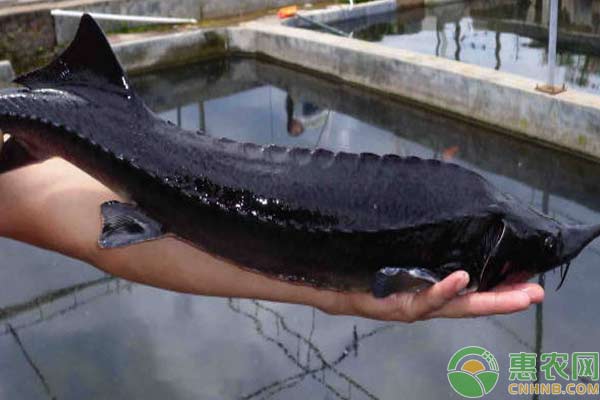 鲟鱼吃什么饵料?怎么钓?-图片版权归惠农网所有