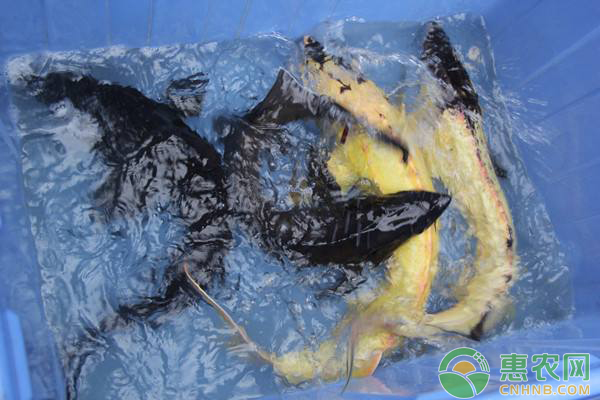 鲟鱼养殖技术 鲟鱼养殖技术,没有硬刺的鲟鱼该怎么养?-图片版权归惠农网所有