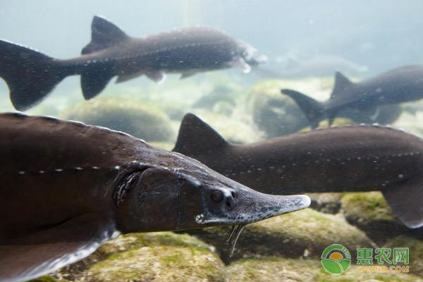 人工养殖的鲟鱼技术要点-图片版权归惠农网所有