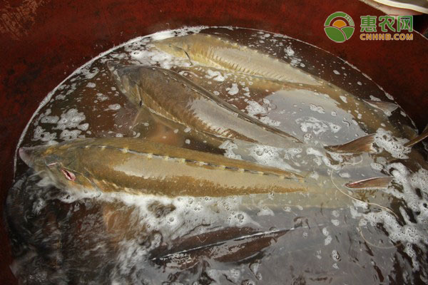 人工养殖的鲟鱼技术要点-图片版权归惠农网所有