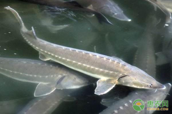 鲟鱼养殖技术方法-图片版权归惠农网所有