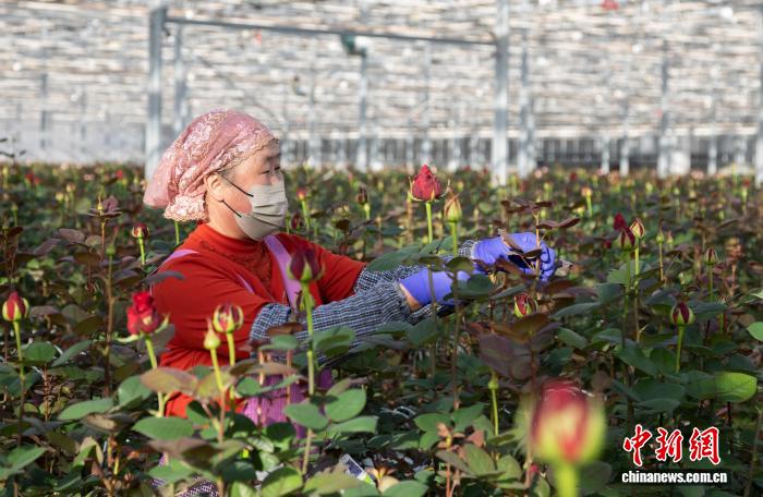 宁夏银川：花卉飘香产业旺