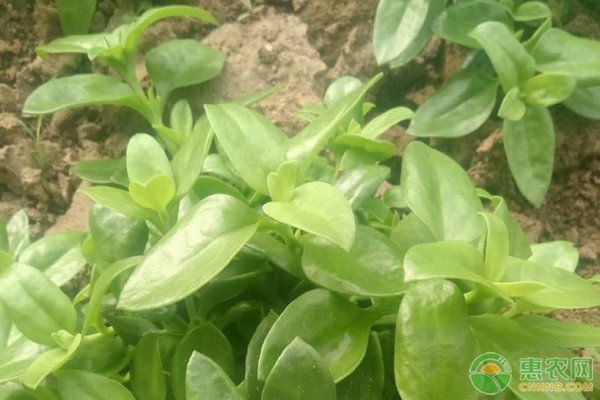 穿心莲的种植方法和管理-图片版权归惠农网所有