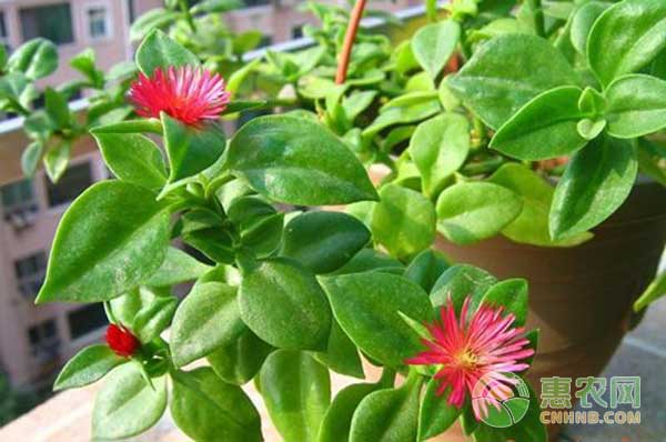 穿心莲的种植方法和管理-图片版权归惠农网所有