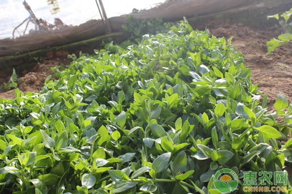 穿心莲的种植方法和管理-图片版权归惠农网所有