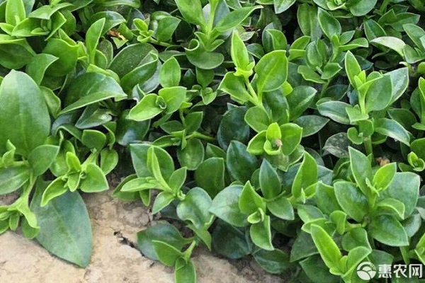 穿心莲种植方法有几种?-图片版权归惠农网所有