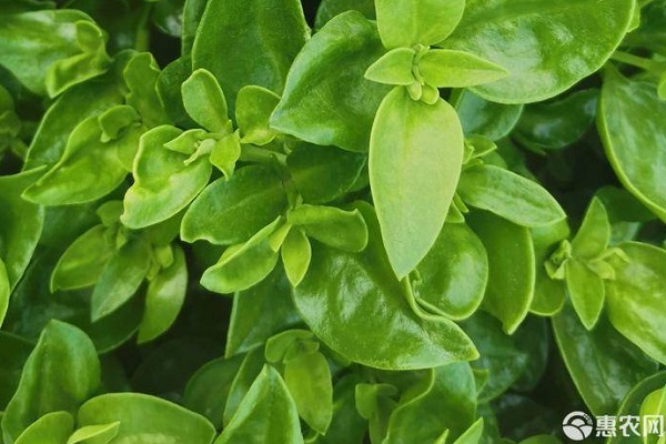 穿心莲种植方法有几种?-图片版权归惠农网所有