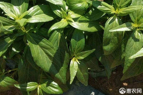 穿心莲种植方法有几种?-图片版权归惠农网所有