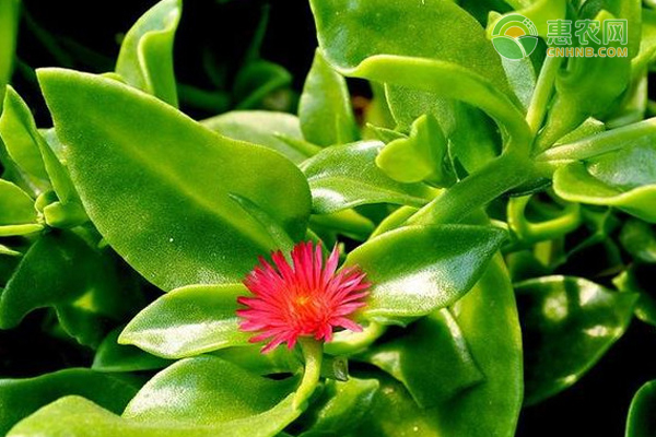 穿心莲适合南方种植吗？如何养护？-图片版权归惠农网所有