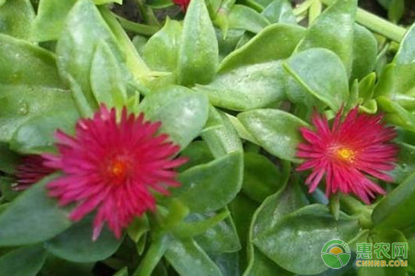 穿心莲适合南方种植吗？如何养护？-图片版权归惠农网所有