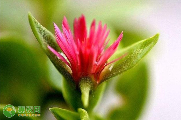 穿心莲适合南方种植吗？如何养护？-图片版权归惠农网所有