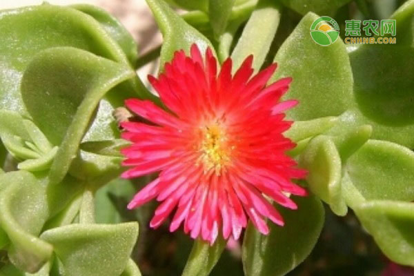 穿心莲的种植方法和养护-图片版权归惠农网所有