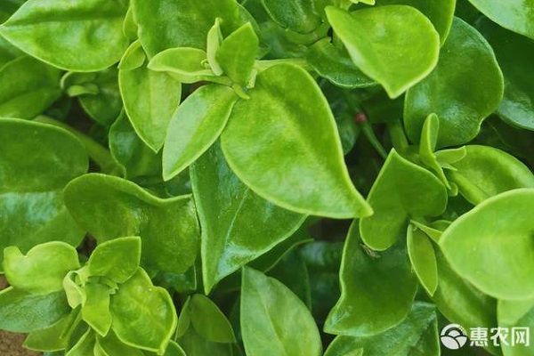 穿心莲的种植方法和养护-图片版权归惠农网所有