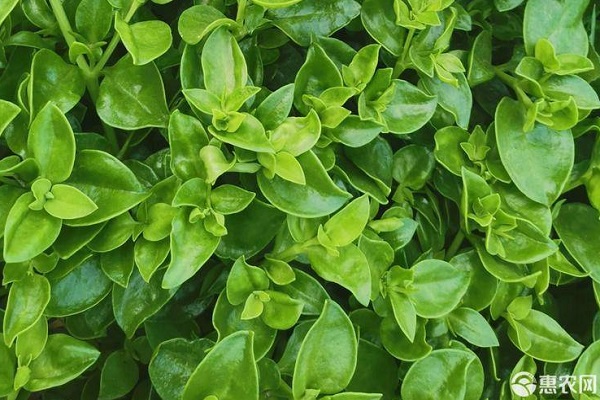 穿心莲的种植方法和养护-图片版权归惠农网所有