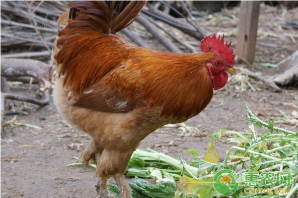 浅析中草药在养鸡过程中的作用-图片版权归惠农网所有