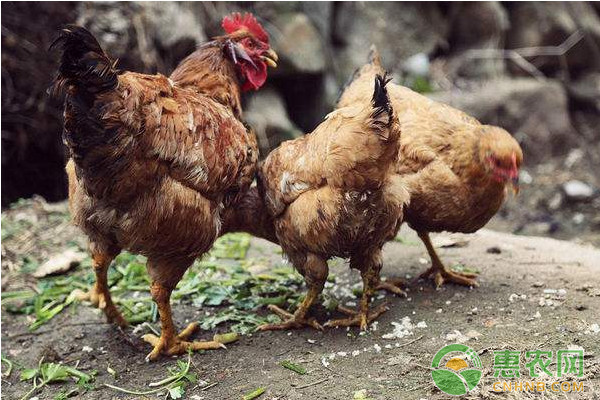 浅析中草药在养鸡过程中的作用-图片版权归惠农网所有