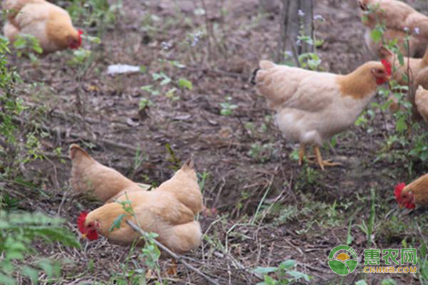 用中药预防养鸡场疾病有哪些注意事项？-图片版权归惠农网所有