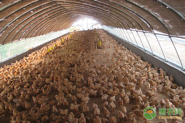 用中药预防养鸡场疾病有哪些注意事项？-图片版权归惠农网所有