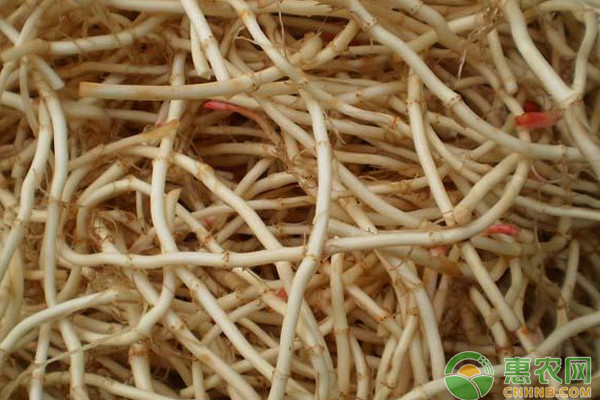 鱼腥草什么时候种植最好？-图片版权归惠农网所有