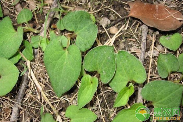 鱼腥草什么时候种植最好？-图片版权归惠农网所有