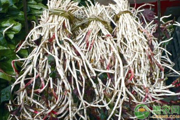 盆栽鱼腥草种植技术-图片版权归惠农网所有