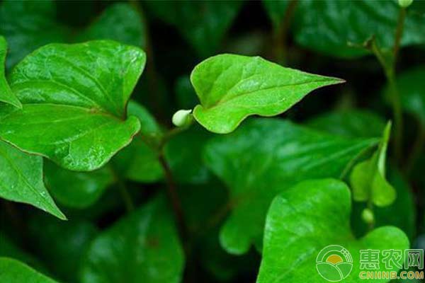 盆栽鱼腥草种植技术-图片版权归惠农网所有