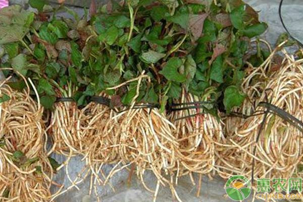 盆栽鱼腥草种植技术-图片版权归惠农网所有