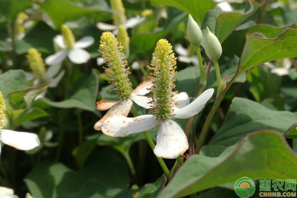 鱼腥草怎么种才高产？-图片版权归惠农网所有