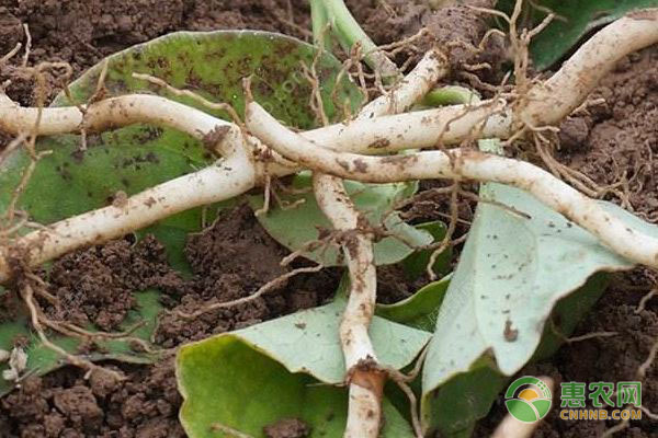 鱼腥草怎么种才高产？-图片版权归惠农网所有