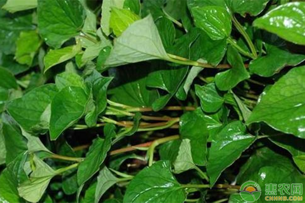 鱼腥草怎么种植？-图片版权归惠农网所有