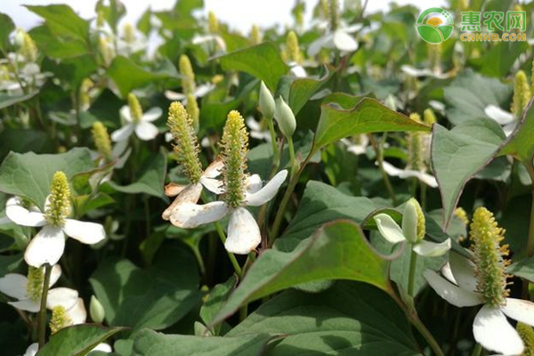 鱼腥草怎么种植？-图片版权归惠农网所有