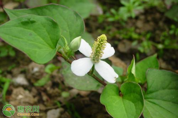 鱼腥草怎么种植？-图片版权归惠农网所有