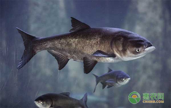 鳙鱼吃什么食物？四大家鱼之鳙鱼养殖技术-图片版权归惠农网所有