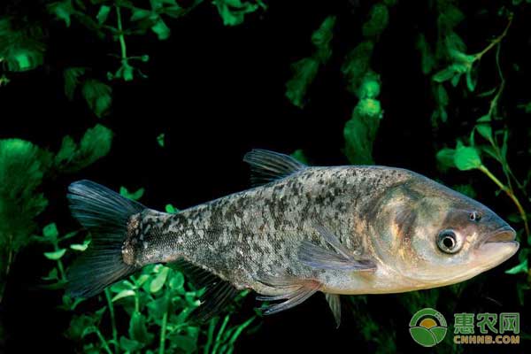 鳙鱼吃什么食物？四大家鱼之鳙鱼养殖技术-图片版权归惠农网所有