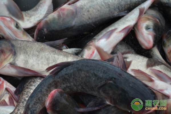 胖头鱼的养殖方法介绍-图片版权归惠农网所有