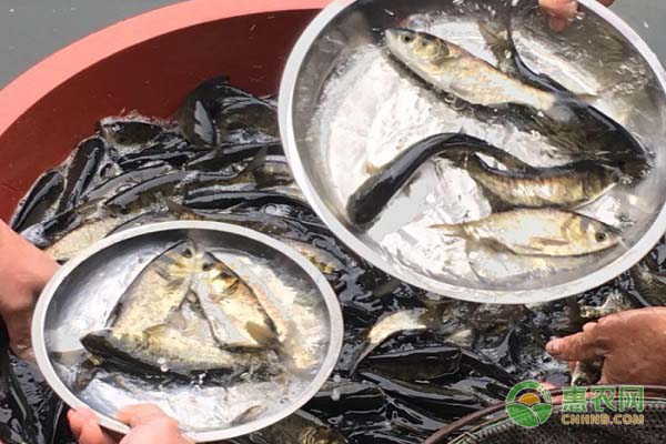 胖头鱼的养殖方法介绍-图片版权归惠农网所有