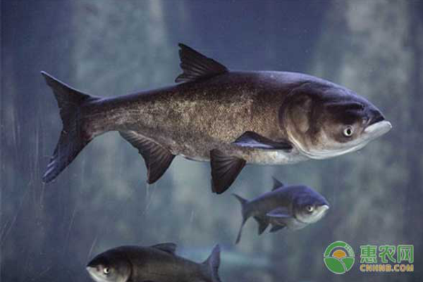 胖头鱼的养殖方法介绍-图片版权归惠农网所有