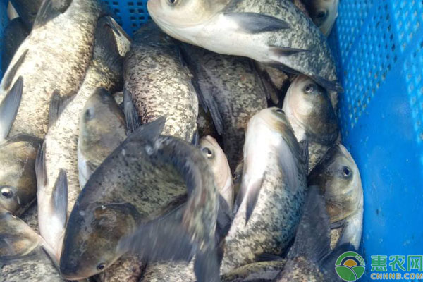 花鲢鱼养殖技术 花鲢鱼吃什么?花鲢鱼的养殖技术-图片版权归惠农网所有