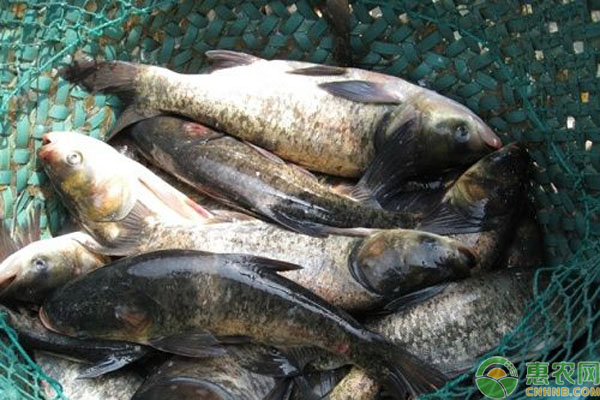 花鲢鱼吃什么 花鲢鱼吃什么?花鲢鱼的养殖技术-图片版权归惠农网所有