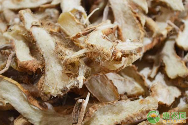 林下间作知母的高效栽培技术要点-图片版权归惠农网所有